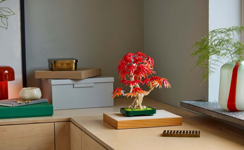 Botanicals Japanese Red Maple Bonsai Tree | 10348